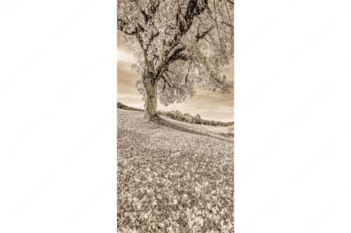 Bergahorn mit BNlick zum Zugspitzmassiv - Untern Ahorn durch - Seitenverhältnis 1:2 - Alpspitze Zugspitze und Waxenstein - weitere Infos unter https://www.kriner-weiermann.de