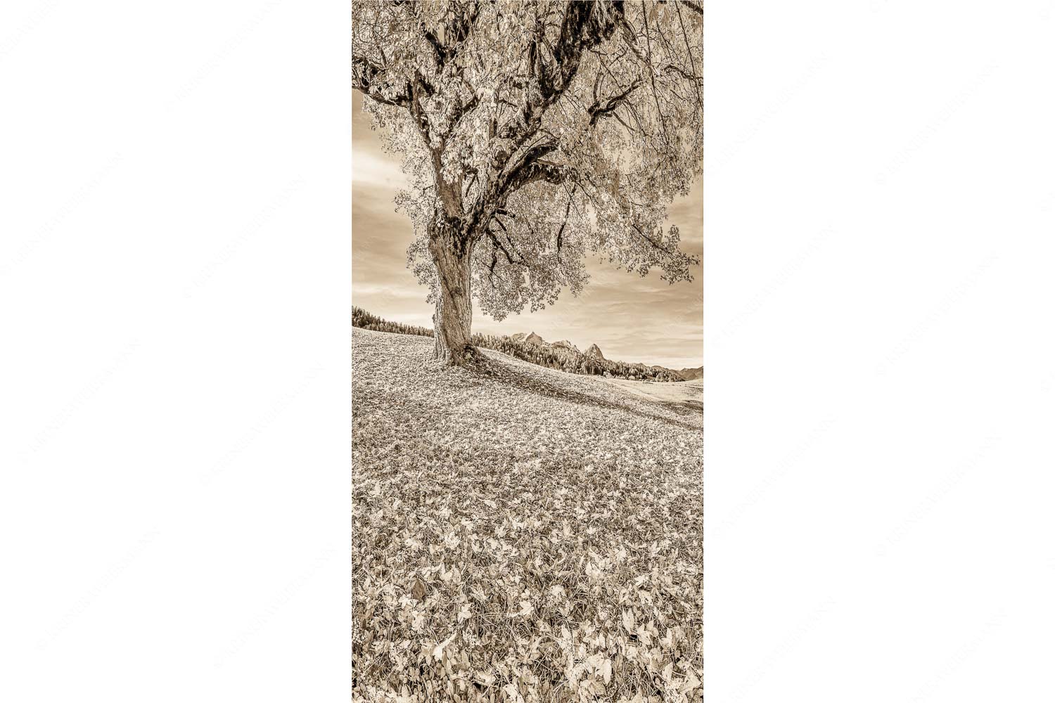 Untern Ahorn durch – Seitenverhältnis 1:2 — Alpspitze Zugspitze und Waxenstein Bergahorn mit BNlick zum Zugspitzmassiv