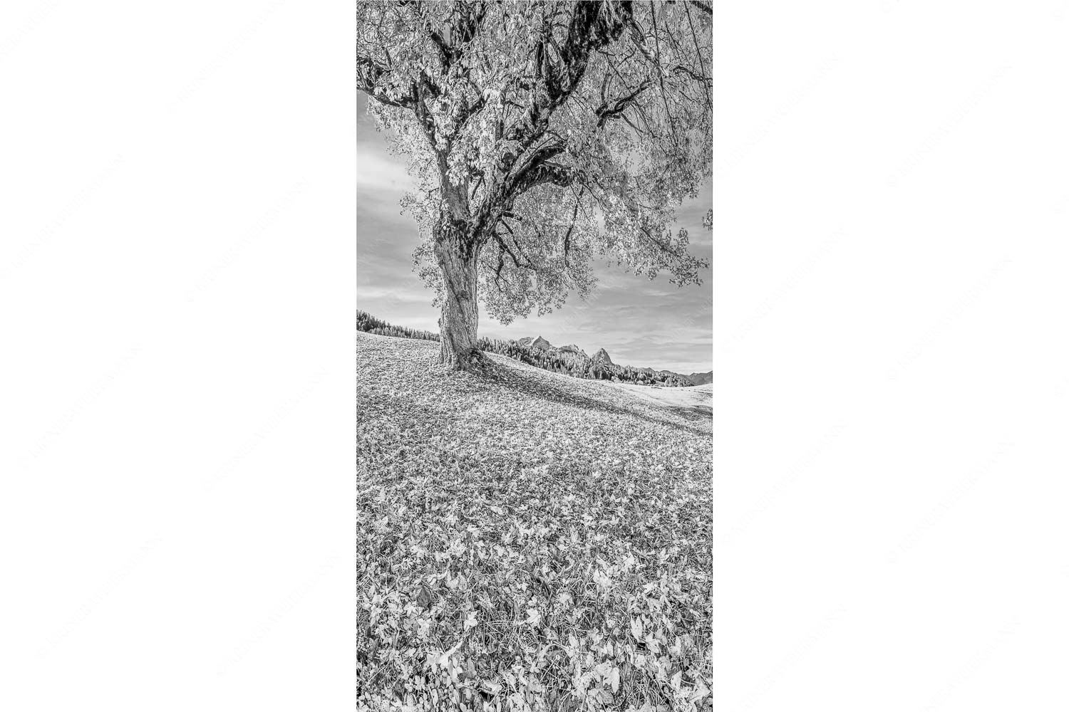 Bergahorn mit BNlick zum Zugspitzmassiv - Untern Ahorn durch - Seitenverhältnis 1:2 - Alpspitze Zugspitze und Waxenstein - weitere Infos unter https://www.kriner-weiermann.de