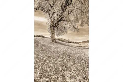 Bergahorn mit BNlick zum Zugspitzmassiv - Untern Ahorn durch - Seitenverhältnis 2:3 - Alpspitze Zugspitze und Waxenstein - weitere Infos unter https://www.kriner-weiermann.de