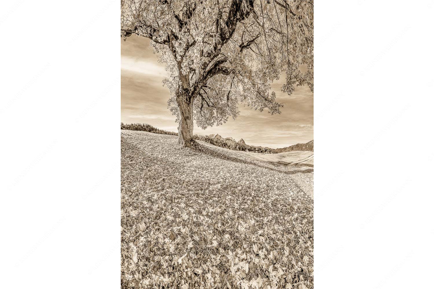 Untern Ahorn durch – Seitenverhältnis 2:3 — Alpspitze Zugspitze und Waxenstein Bergahorn mit BNlick zum Zugspitzmassiv