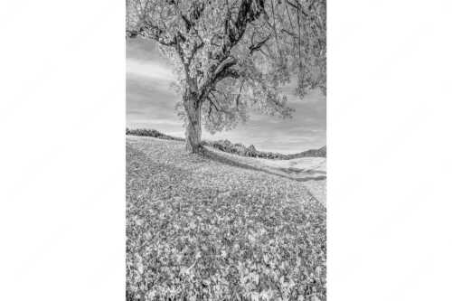 Bergahorn mit BNlick zum Zugspitzmassiv - Untern Ahorn durch - Seitenverhältnis 2:3 - Alpspitze Zugspitze und Waxenstein - weitere Infos unter https://www.kriner-weiermann.de