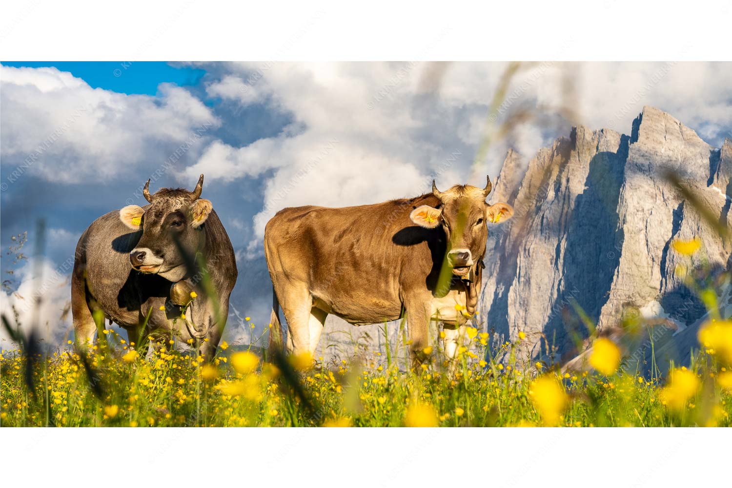 Von glücklichen Kühen – Seitenverhältnis 2:1 — Blumenwiese mit Rindern im Karwendel Jungvieh im Karwendel mit Lalidererwand