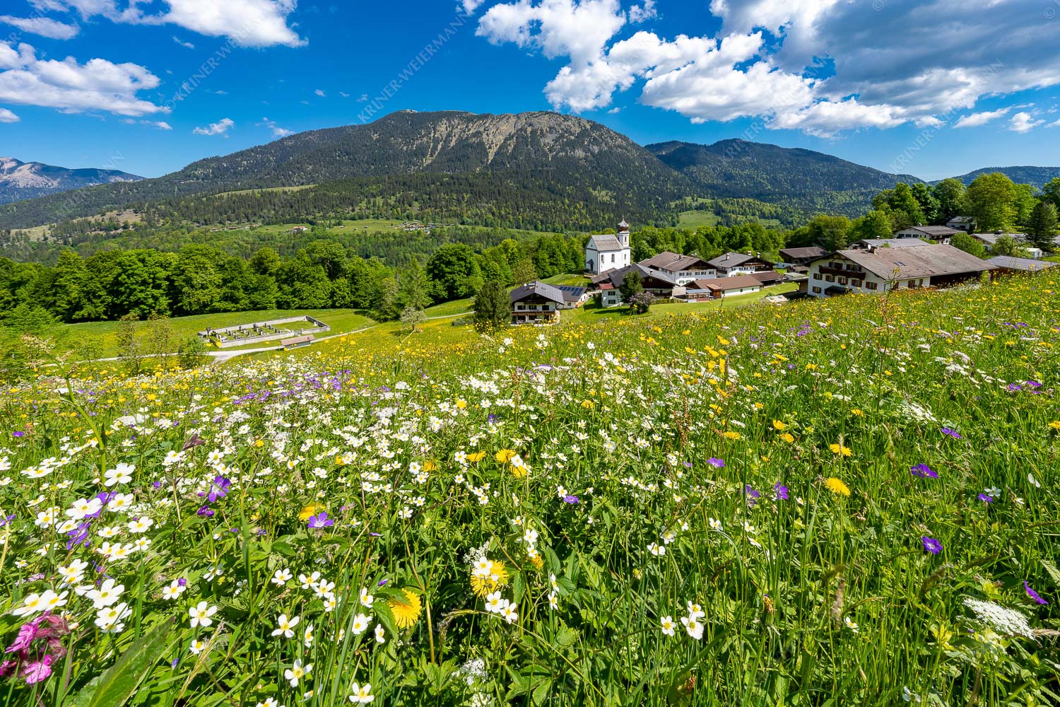 Wambergwiesn – Seitenverhältnis 3:2 — Blumenwiese mit Wamberg und Wank Blumenwiese in Wamberg mit Wank im Estergebirge
