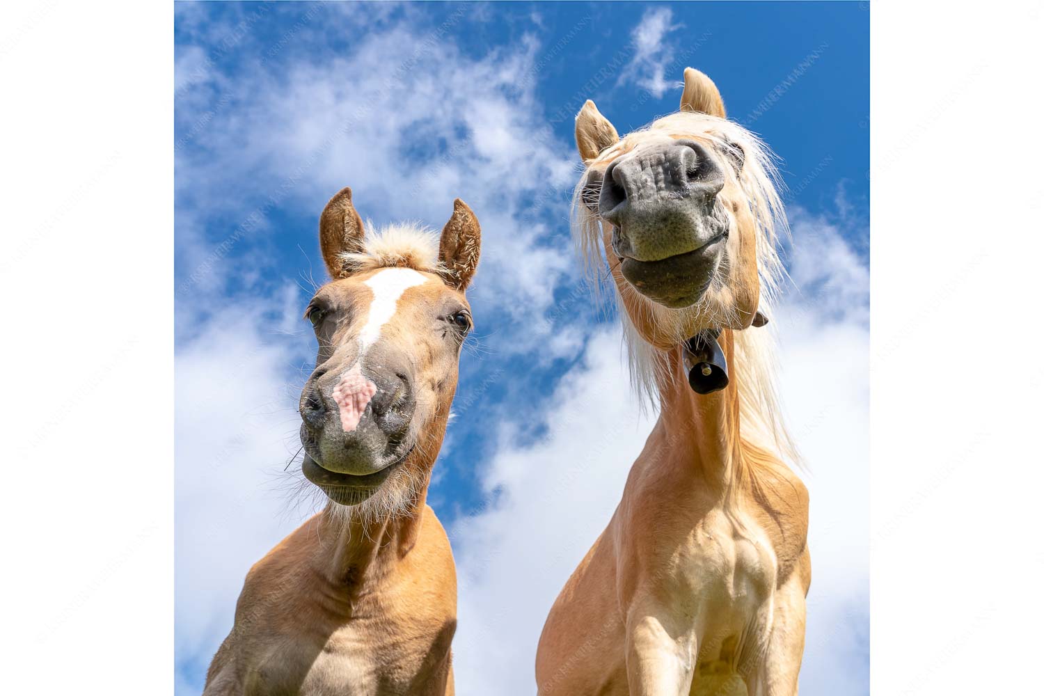 Zwei neugierige Haflinger im Estergebirge