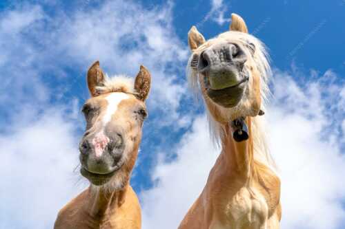 Zwei neugierige Haflinger im Estergebirge - Was is los - Seitenverhältnis 3:2 - Haflinger Pferde - weitere Infos unter https://www.kriner-weiermann.de