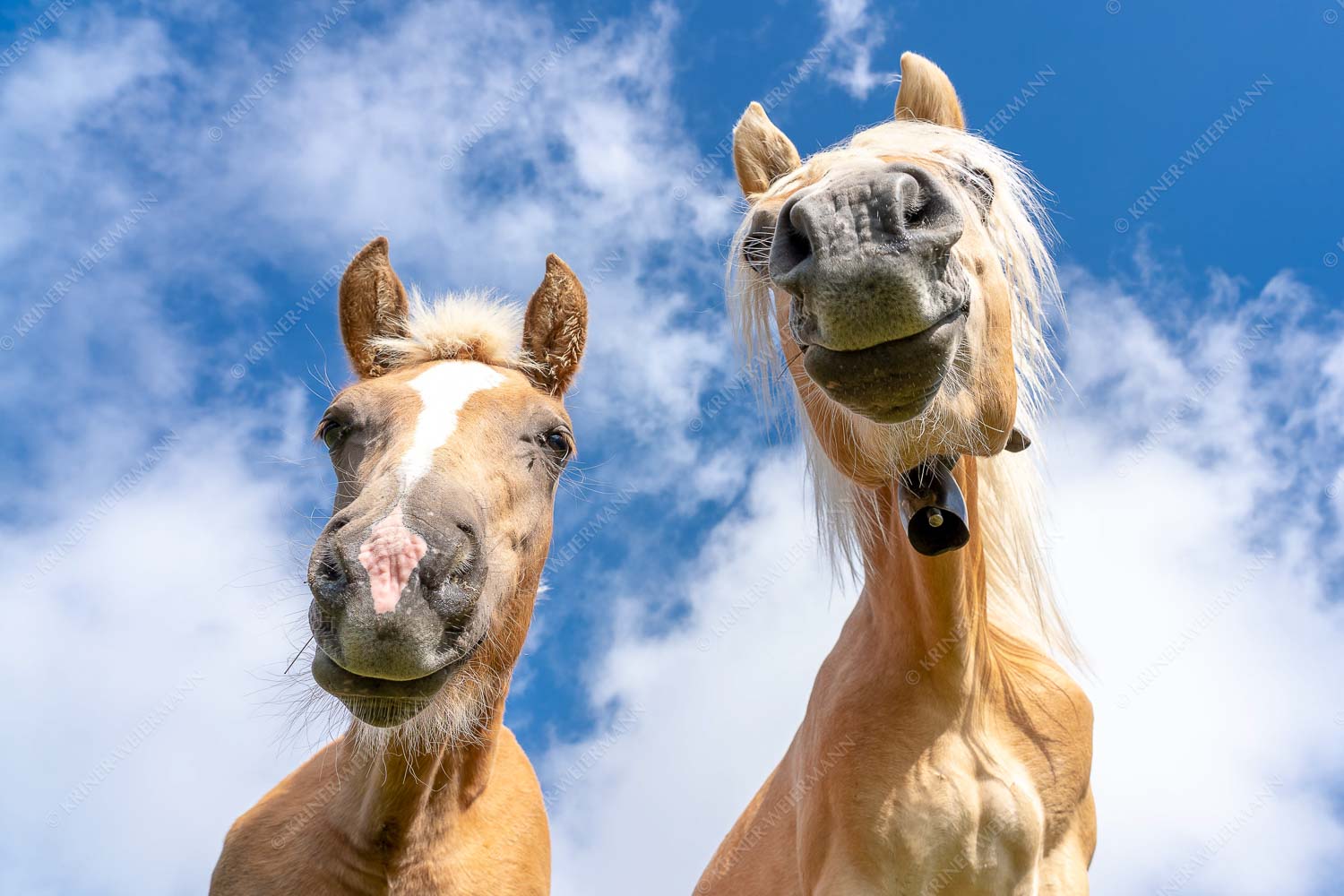 Was is los – Seitenverhältnis 3:2 — Haflinger Pferde Zwei neugierige Haflinger im Estergebirge