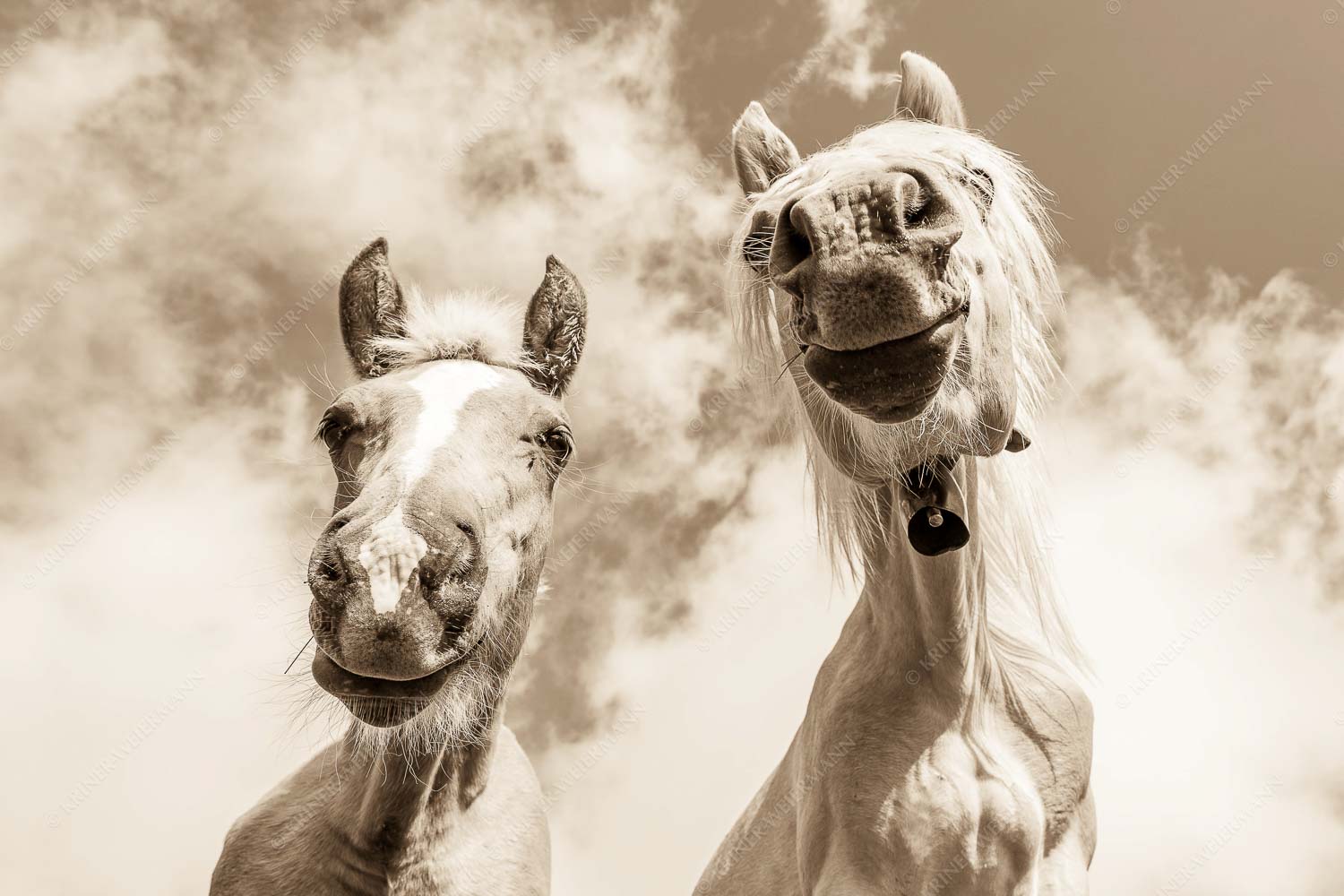 Zwei neugierige Haflinger im Estergebirge