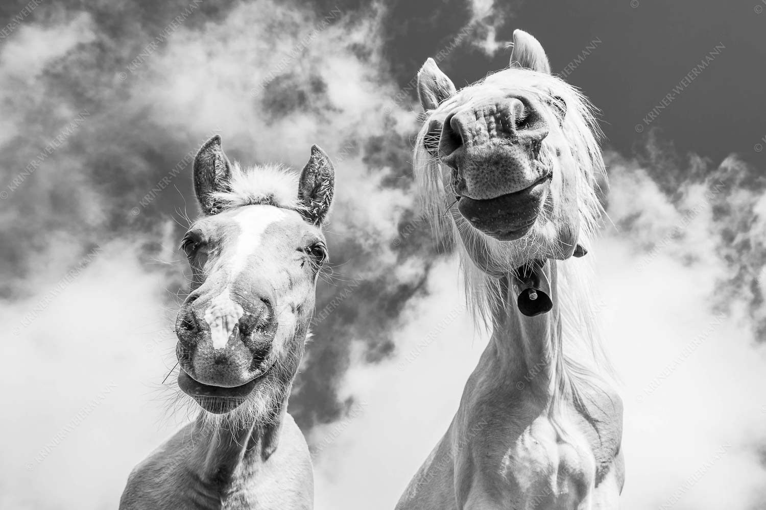 Was is los – Seitenverhältnis 3:2 — Haflinger Pferde Zwei neugierige Haflinger im Estergebirge