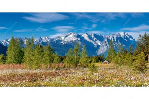 Wollgras zwischen Oberau und Farchant mit Blick auf Zufspitzmassiv - Werdenfelsblick - Seitenverhältnis 2:1 - Loisachtal mit Alpspitze - weitere Infos unter https://www.kriner-weiermann.de