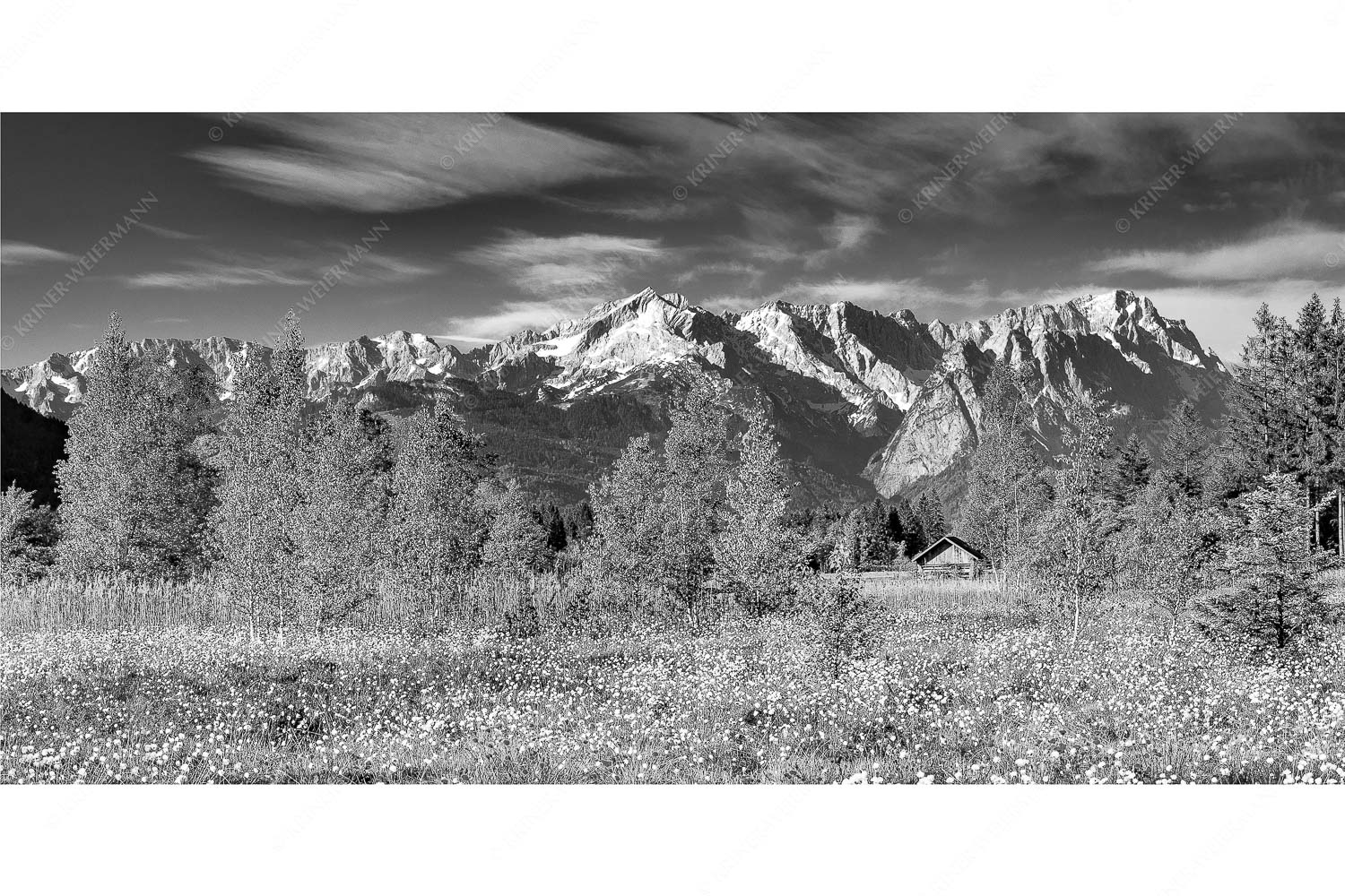 Wollgras zwischen Oberau und Farchant mit Blick auf Zufspitzmassiv