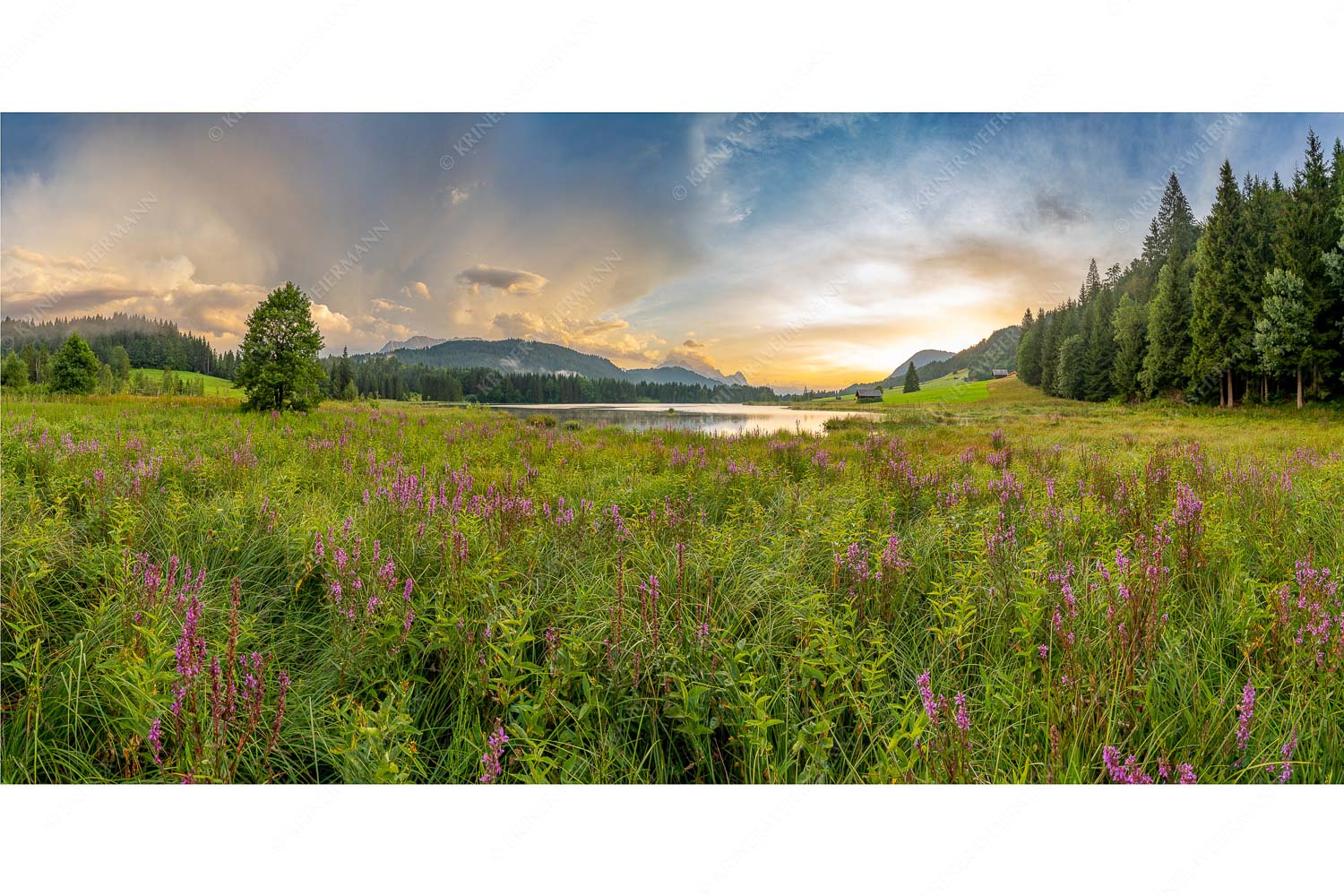 Wieder aufgelockert – Seitenverhältnis 2:1 — Blutweiderich am Geroldsee Wetterberuhigung nach einem Gewitter über dem Geroldsee