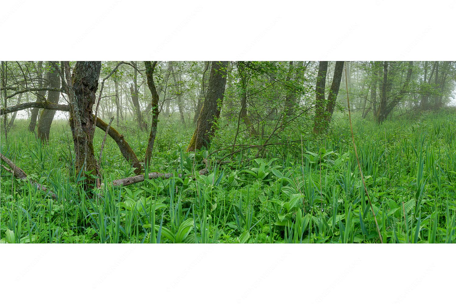 Morgenstimmung in den dicht bewachsenen Uferregionen am Barmsee - Wildniss - Seitenverhältnis 2,5:1 - Dichte Vegitation am Barmsee - weitere Infos unter https://www.kriner-weiermann.de