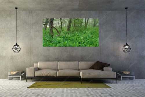 Morgenstimmung in den dicht bewachsenen Uferregionen am Barmsee - Wildniss - Größe ca. 200x100cm, Seitenverhältnis 2:1 - Dichte Vegitation am Barmsee - weitere Infos unter https://www.kriner-weiermann.de