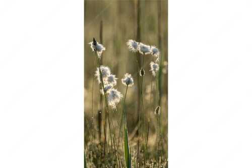 Wollgras im Morgentau am Barmsee - Wollgras - Seitenverhältnis 1:2 - Eriophorum - weitere Infos unter https://www.kriner-weiermann.de