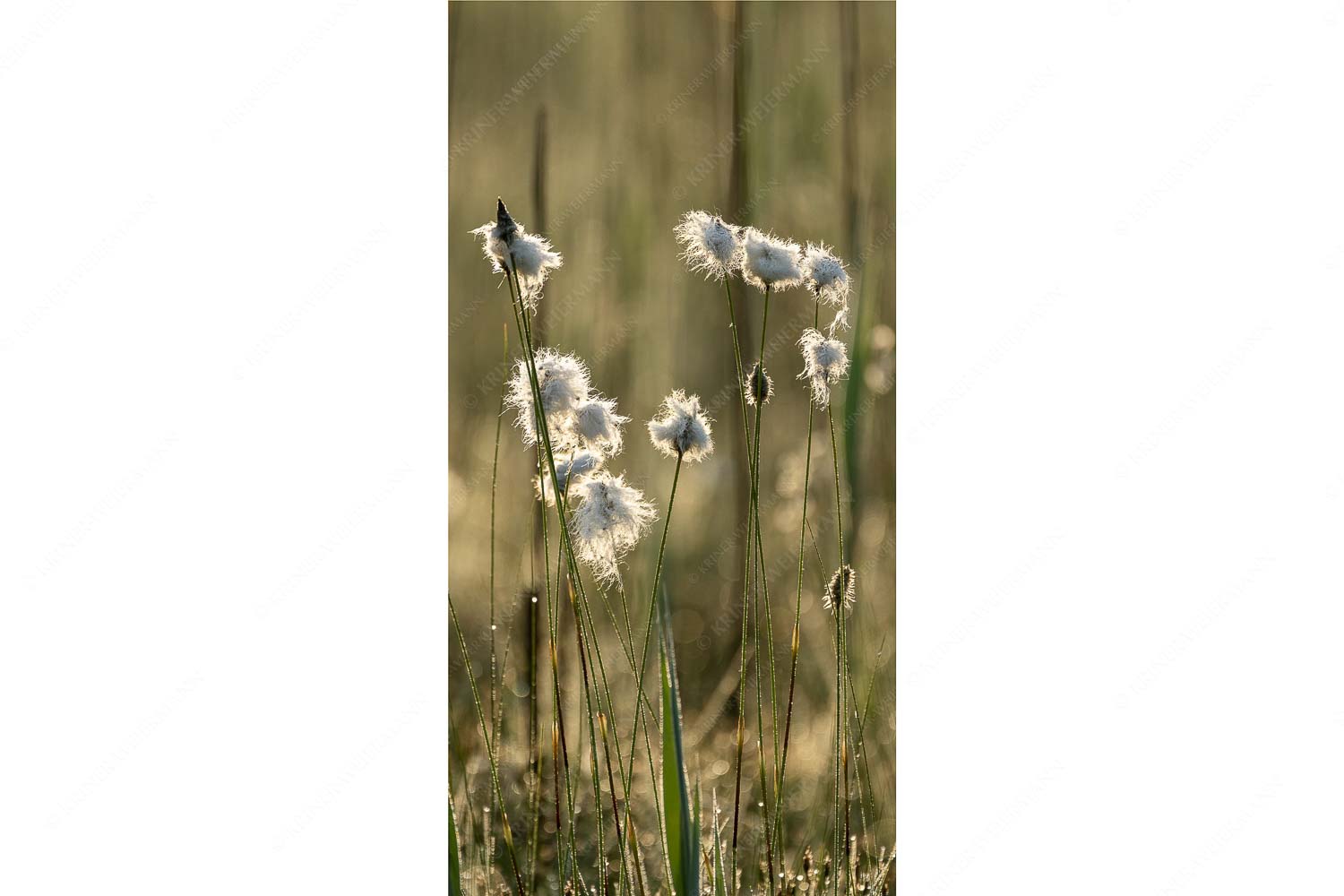 Wollgras – Seitenverhältnis 1:2 — Eriophorum Wollgras im Morgentau am Barmsee