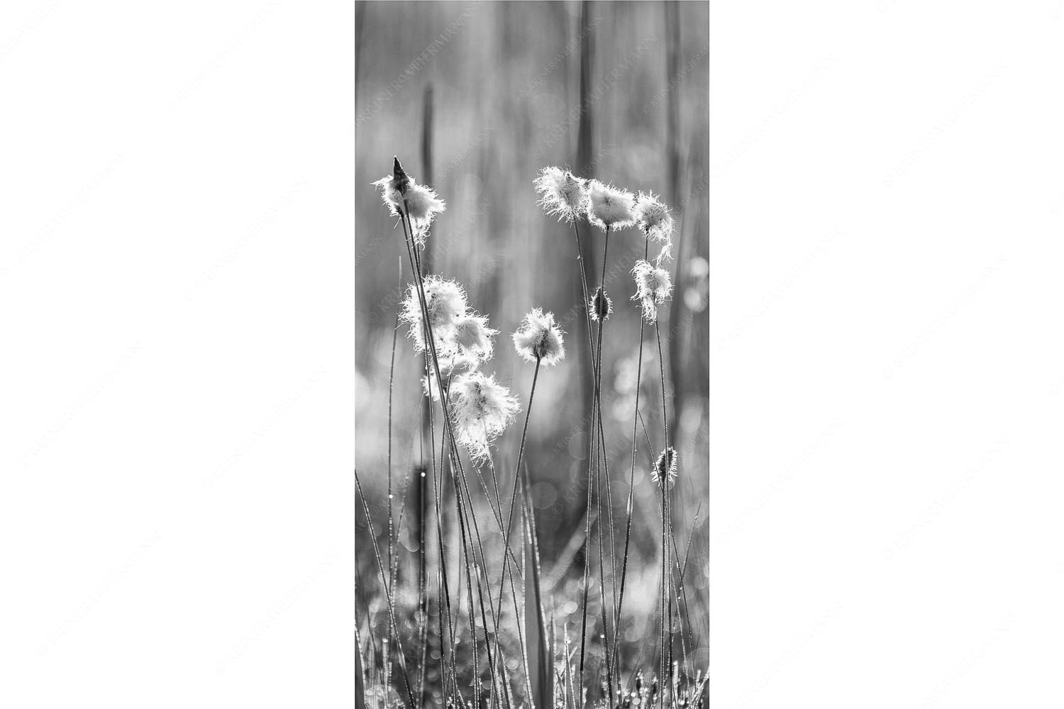 Wollgras – Seitenverhältnis 1:2 — Eriophorum Wollgras im Morgentau am Barmsee