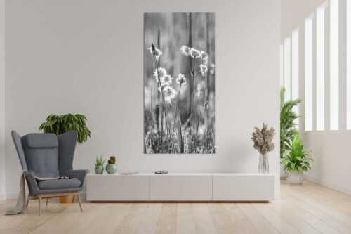 Wollgras im Morgentau am Barmsee - Wollgras - Größe ca. 90x180cm, Seitenverhältnis 1:2 - Eriophorum - weitere Infos unter https://www.kriner-weiermann.de