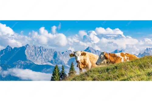 Jungvieh auf der Wallgaueralm mit Karwendel - Wos is - Seitenverhältnis 2,5:1 - Rinderkälber auf Wallgaueralm mit Wörner - weitere Infos unter https://www.kriner-weiermann.de
