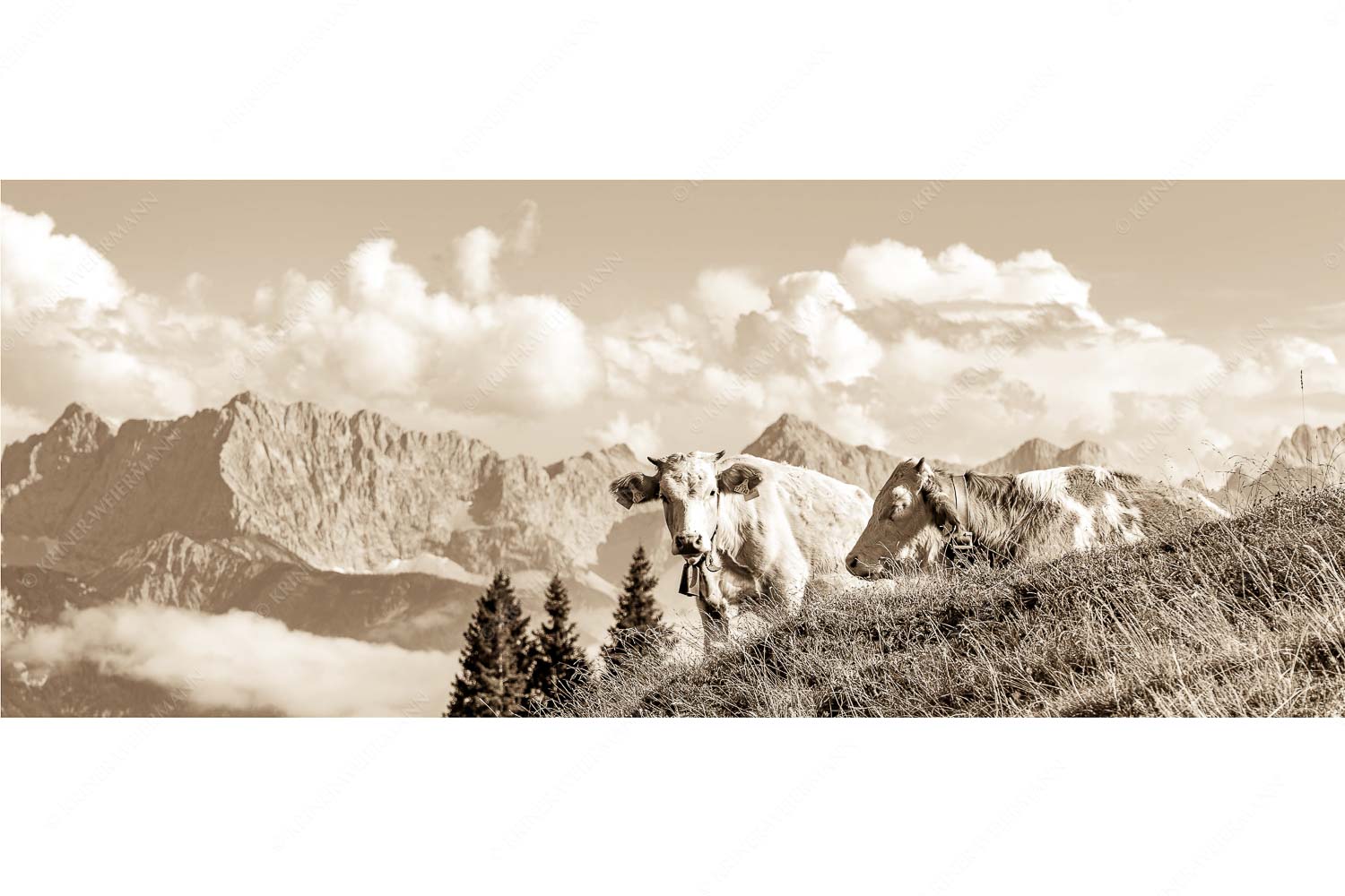 Jungvieh auf der Wallgaueralm mit Karwendel - Wos is - Seitenverhältnis 2,5:1 - Rinderkälber auf Wallgaueralm mit Wörner - weitere Infos unter https://www.kriner-weiermann.de