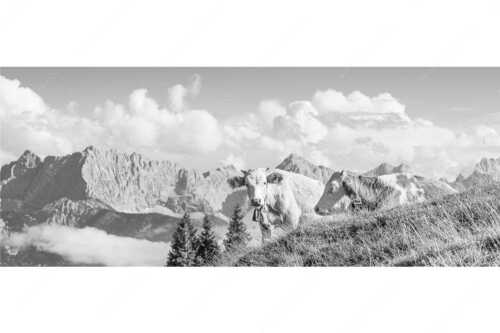 Jungvieh auf der Wallgaueralm mit Karwendel - Wos is - Seitenverhältnis 2,5:1 - Rinderkälber auf Wallgaueralm mit Wörner - weitere Infos unter https://www.kriner-weiermann.de