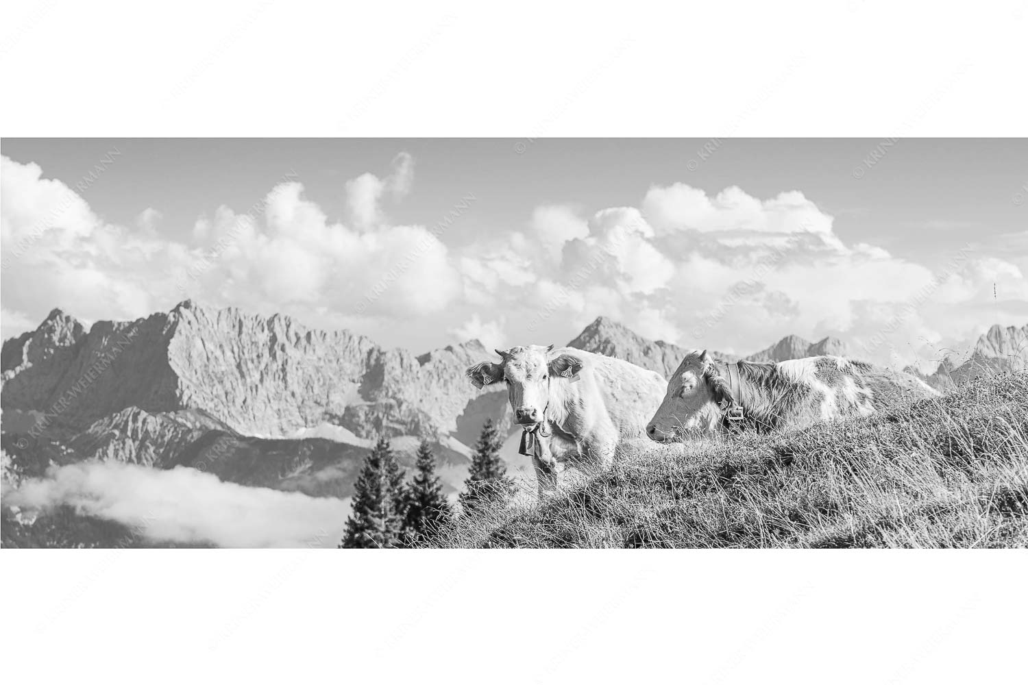 Jungvieh auf der Wallgaueralm mit Karwendel - Wos is - Seitenverhältnis 2,5:1 - Rinderkälber auf Wallgaueralm mit Wörner - weitere Infos unter https://www.kriner-weiermann.de