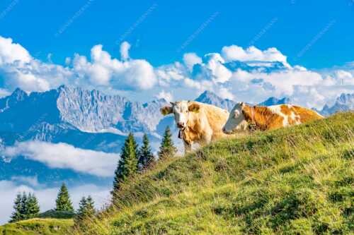 Jungvieh auf der Wallgaueralm mit Karwendel - Wos is - Seitenverhältnis 3:2 - Rinderkälber auf Wallgaueralm mit Wörner - weitere Infos unter https://www.kriner-weiermann.de
