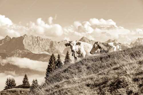 Jungvieh auf der Wallgaueralm mit Karwendel - Wos is - Seitenverhältnis 3:2 - Rinderkälber auf Wallgaueralm mit Wörner - weitere Infos unter https://www.kriner-weiermann.de