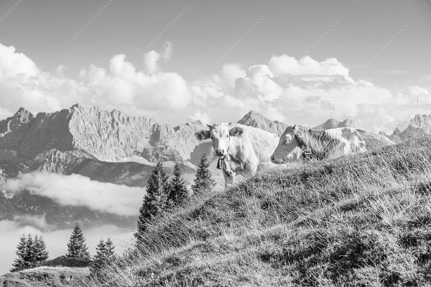 Jungvieh auf der Wallgaueralm mit Karwendel