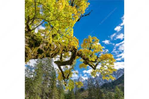Kleiner Ahornboden mit Lalidererwänden im Karwendelgebirge - Wuchtig - Seitenverhältnis 1:1 - Ahornbau im Karwendel - weitere Infos unter https://www.kriner-weiermann.de