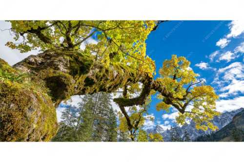 Kleiner Ahornboden mit Lalidererwänden im Karwendelgebirge - Wuchtig - Seitenverhältnis 2:1 - Ahornbau im Karwendel - weitere Infos unter https://www.kriner-weiermann.de