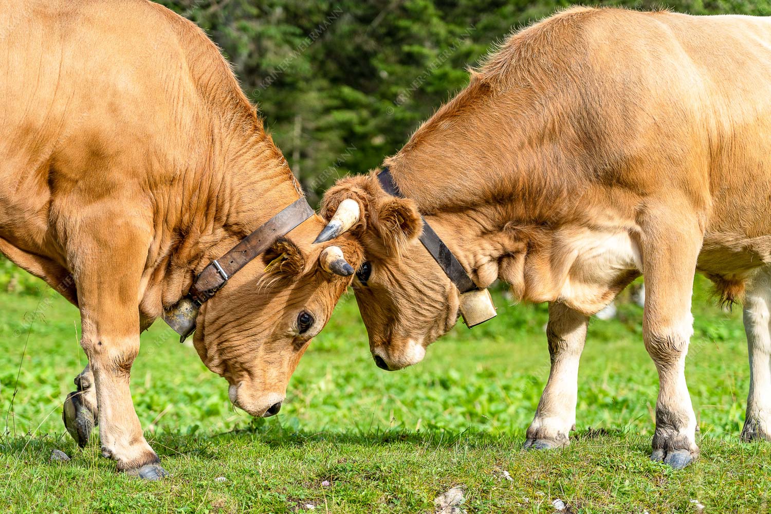 Zwei junge Werdenfelser Rinder