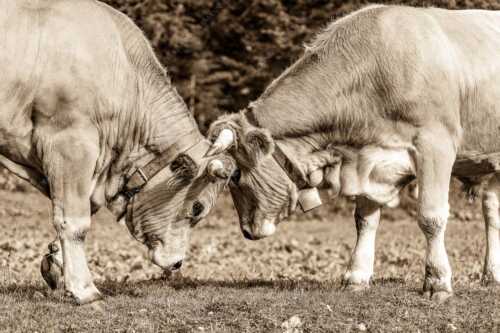 Zwei junge Werdenfelser Rinder - Zärtlichkeiten - Seitenverhältnis 3:2 - Murnau-Werdenfelser Rinder - weitere Infos unter https://www.kriner-weiermann.de