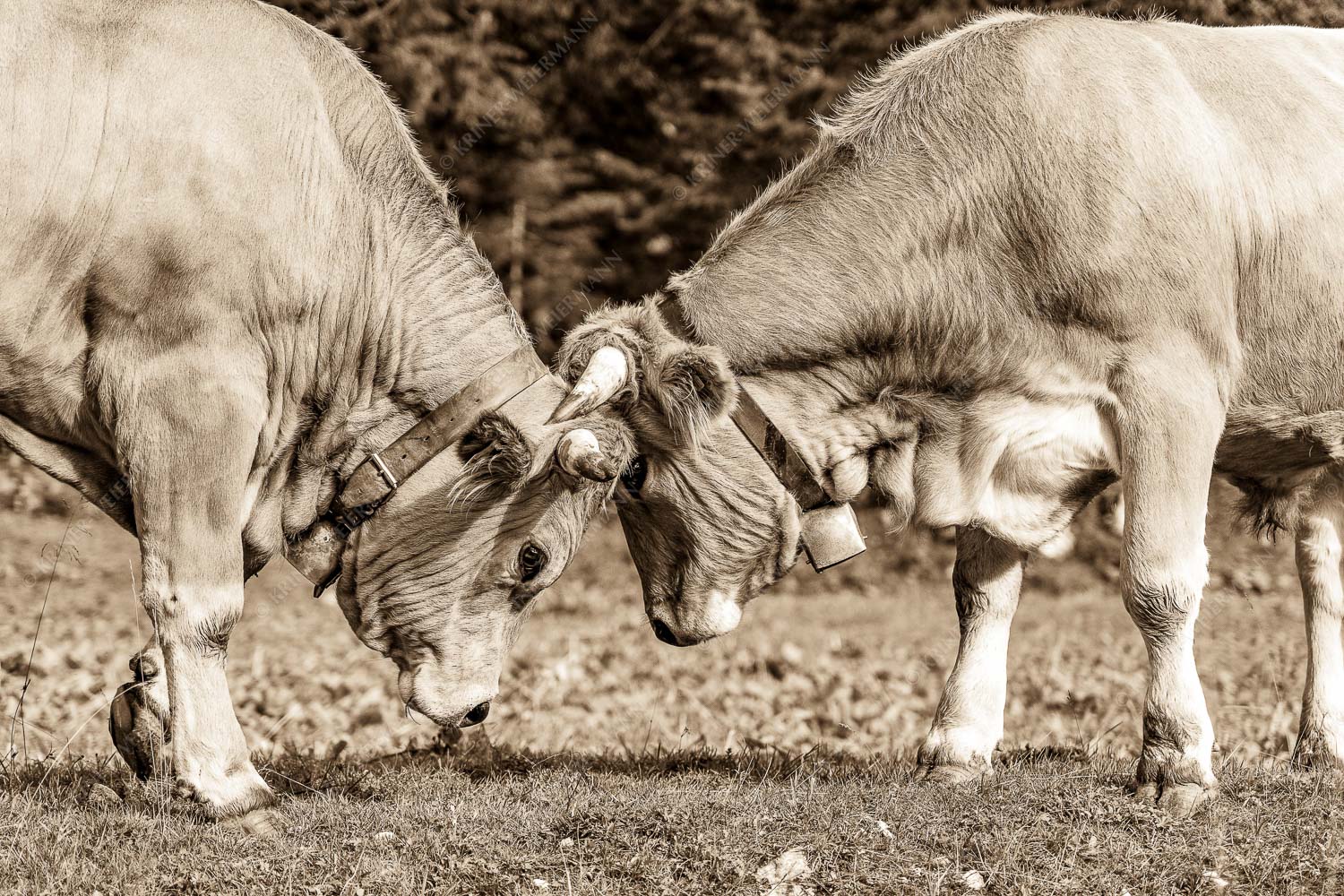 Zwei junge Werdenfelser Rinder