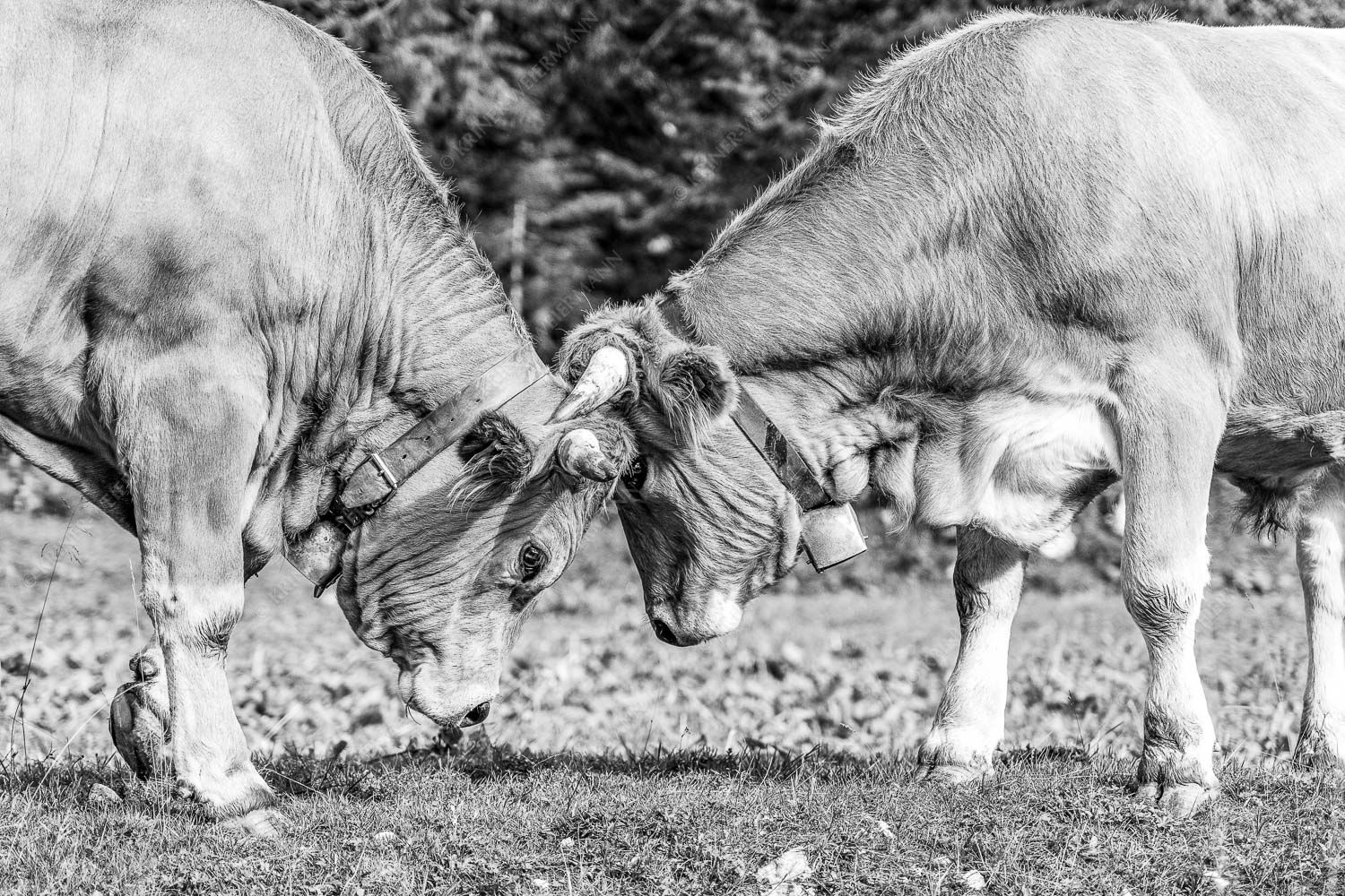 Zwei junge Werdenfelser Rinder