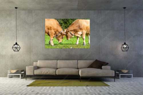 Zwei junge Werdenfelser Rinder - Zärtlichkeiten - Größe ca. 180x120cm, Seitenverhältnis 3:2 - Murnau-Werdenfelser Rinder - weitere Infos unter https://www.kriner-weiermann.de