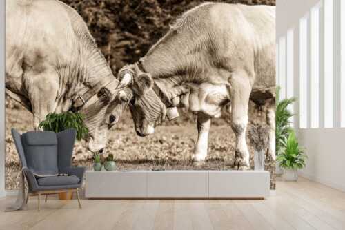 Zwei junge Werdenfelser Rinder - Zärtlichkeiten - Größe ca. 300x200cm, Seitenverhältnis 3:2 - Murnau-Werdenfelser Rinder - weitere Infos unter https://www.kriner-weiermann.de