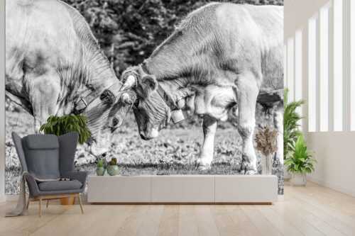 Zwei junge Werdenfelser Rinder - Zärtlichkeiten - Größe ca. 300x200cm, Seitenverhältnis 3:2 - Murnau-Werdenfelser Rinder - weitere Infos unter https://www.kriner-weiermann.de