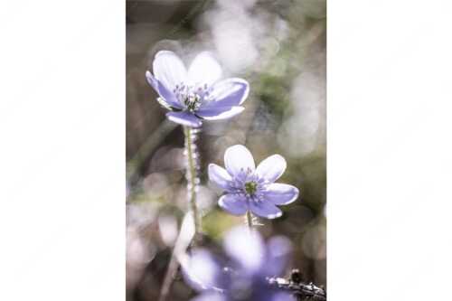 Leberblümchen sind mit die ersten Blumen im Frühjahr - Zart - Seitenverhältnis 2:3 - Leberblümchen im Gegenlicht - weitere Infos unter https://www.kriner-weiermann.de