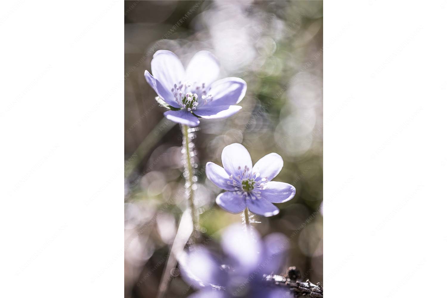 Leberblümchen sind mit die ersten Blumen im Frühjahr