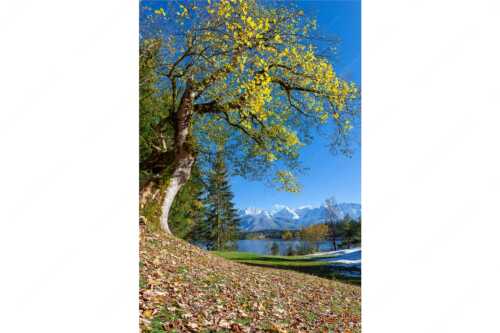 Alter Ahornbaum bei den Liegewiesen vom Barmsee, den Karwendel im Blick - Zeitzeuge - Seitenverhältnis 2:3 - Ahorn am Barmsee - weitere Infos unter https://www.kriner-weiermann.de