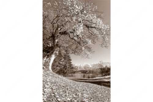 Alter Ahornbaum bei den Liegewiesen vom Barmsee, den Karwendel im Blick - Zeitzeuge - Seitenverhältnis 2:3 - Ahorn am Barmsee - weitere Infos unter https://www.kriner-weiermann.de