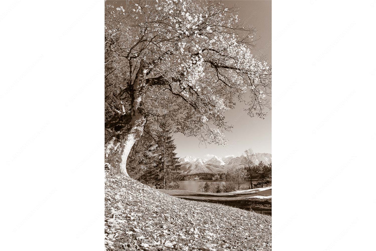 Alter Ahornbaum bei den Liegewiesen vom Barmsee, den Karwendel im Blick
