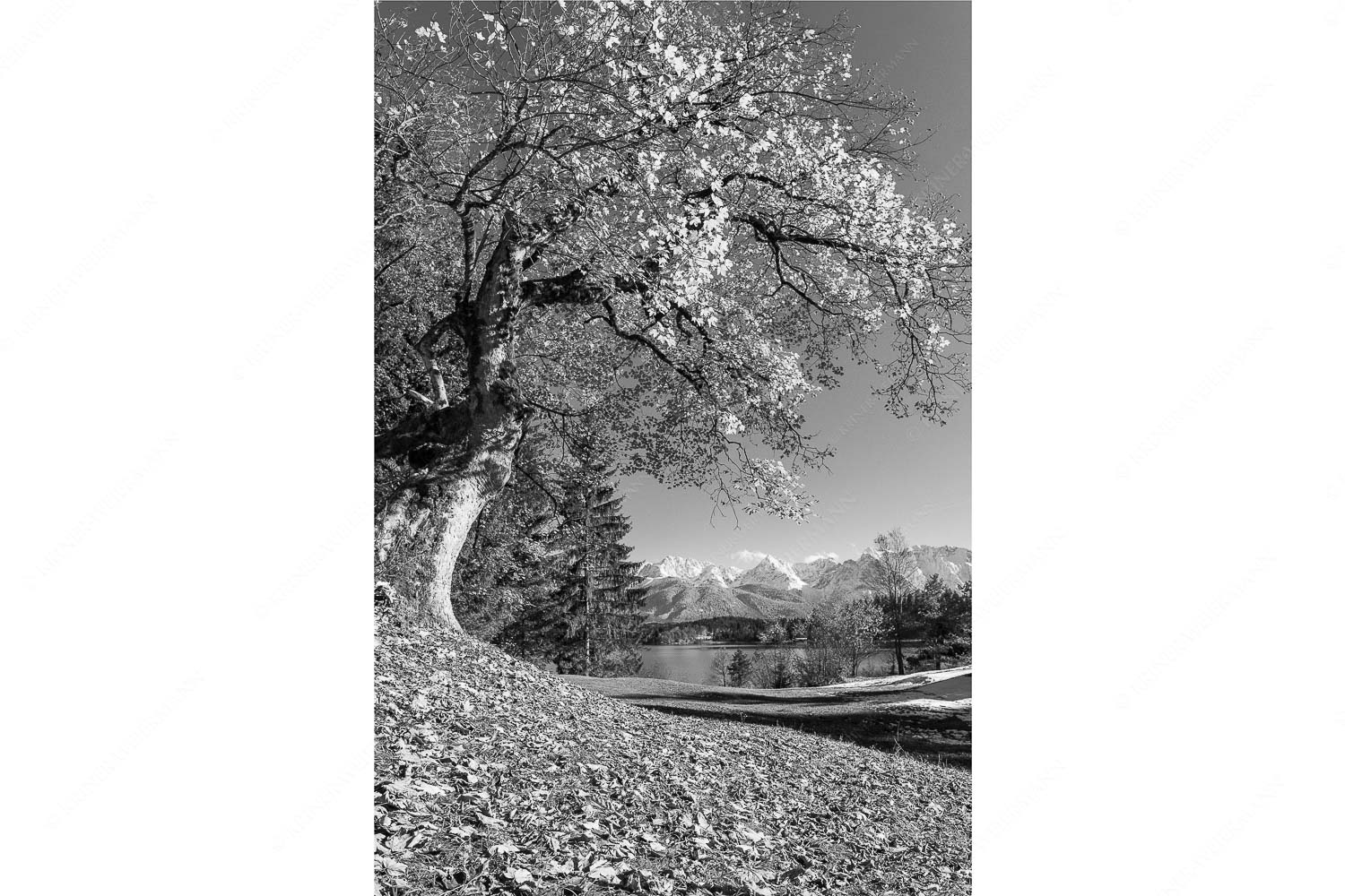 Zeitzeuge – Seitenverhältnis 2:3 — Ahorn am Barmsee Alter Ahornbaum bei den Liegewiesen vom Barmsee, den Karwendel im Blick