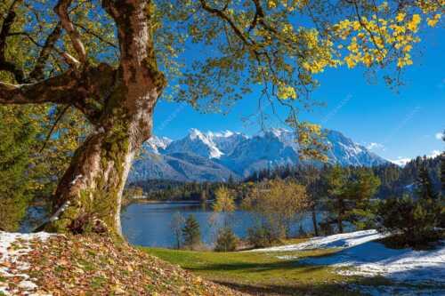 Alter Ahornbaum bei den Liegewiesen vom Barmsee, den Karwendel im Blick - Zeitzeuge - Seitenverhältnis 3:2 - Ahorn am Barmsee - weitere Infos unter https://www.kriner-weiermann.de