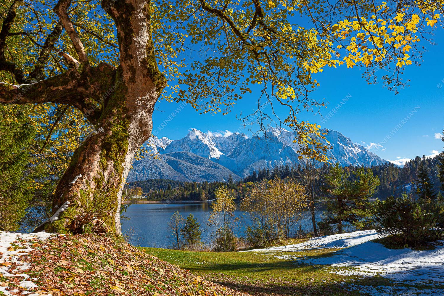 Alter Ahornbaum bei den Liegewiesen vom Barmsee, den Karwendel im Blick - Zeitzeuge - Seitenverhältnis 3:2 - Ahorn am Barmsee - weitere Infos unter https://www.kriner-weiermann.de