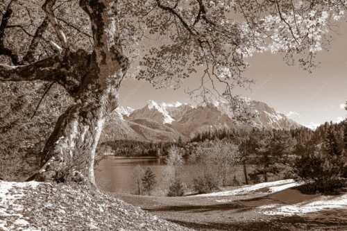 Alter Ahornbaum bei den Liegewiesen vom Barmsee, den Karwendel im Blick - Zeitzeuge - Seitenverhältnis 3:2 - Ahorn am Barmsee - weitere Infos unter https://www.kriner-weiermann.de