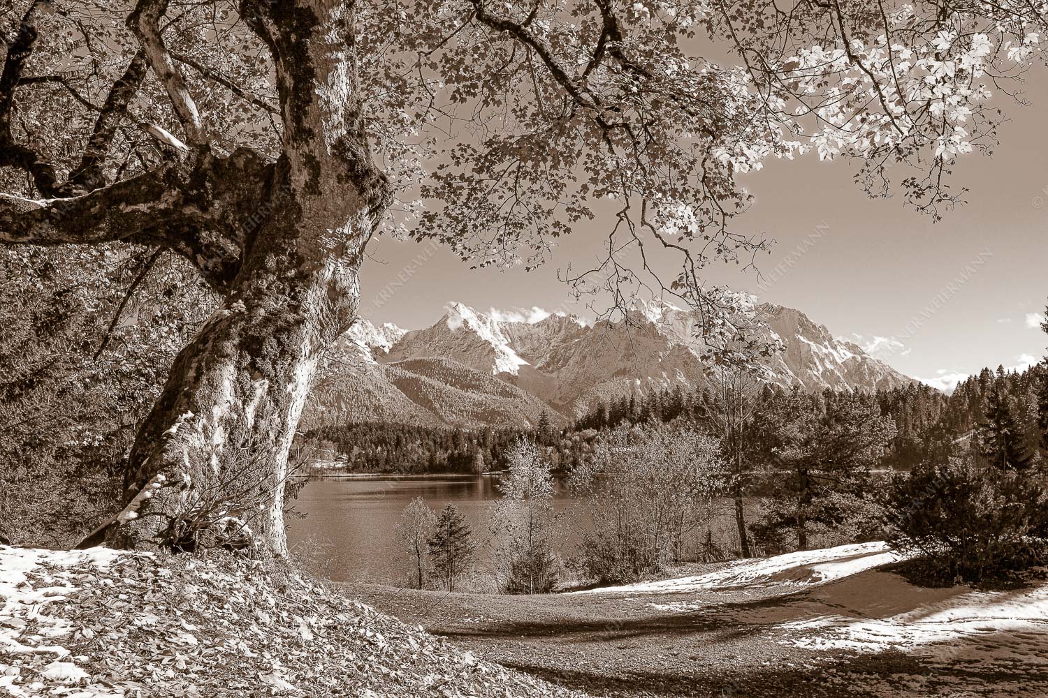 Zeitzeuge – Seitenverhältnis 3:2 — Ahorn am Barmsee Alter Ahornbaum bei den Liegewiesen vom Barmsee, den Karwendel im Blick