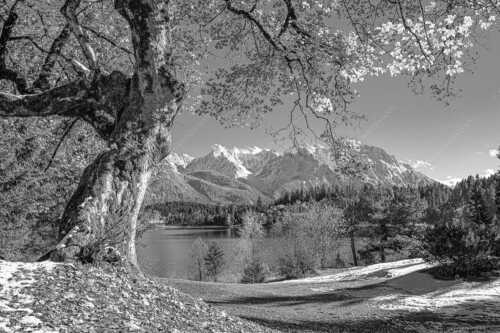 Alter Ahornbaum bei den Liegewiesen vom Barmsee, den Karwendel im Blick - Zeitzeuge - Seitenverhältnis 3:2 - Ahorn am Barmsee - weitere Infos unter https://www.kriner-weiermann.de