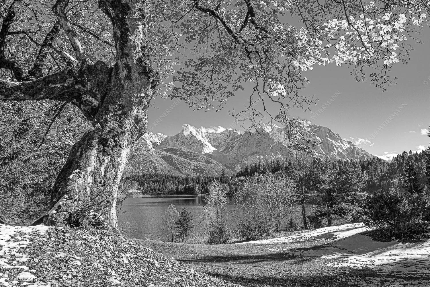 Zeitzeuge – Seitenverhältnis 3:2 — Ahorn am Barmsee Alter Ahornbaum bei den Liegewiesen vom Barmsee, den Karwendel im Blick